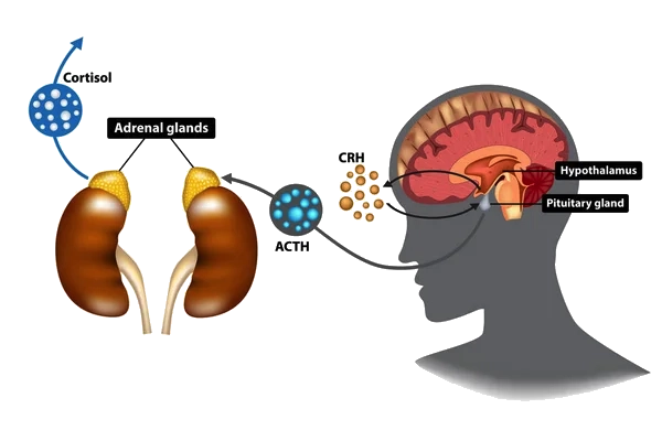 Illustratie van de HPA-as — hoe cortisol in de bloedbaan komt